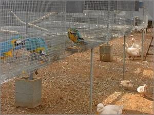 centro de cr&iacute;a