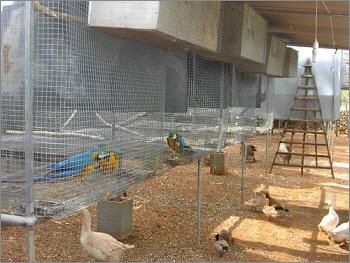 centro de cr&iacute;a