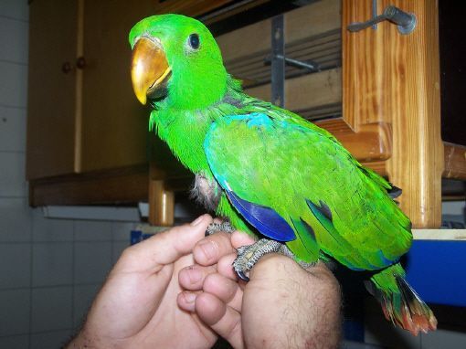 cria a mano de pichones