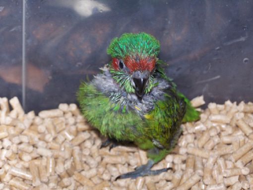 cria a mano de pichones