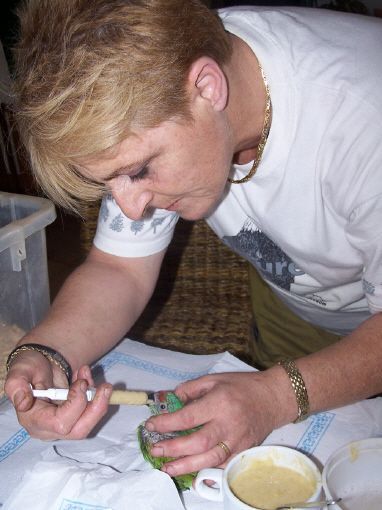 cria a mano de pichones