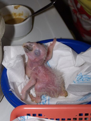 cria a mano de pichones