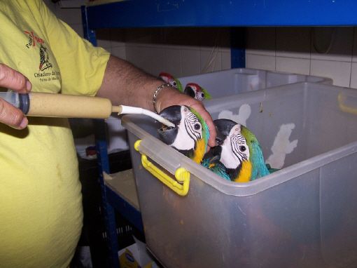 cria a mano de pichones