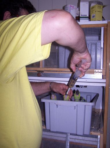 cria a mano de pichones