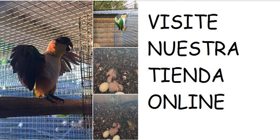 Visita la tienda loros online Criadero Yaco